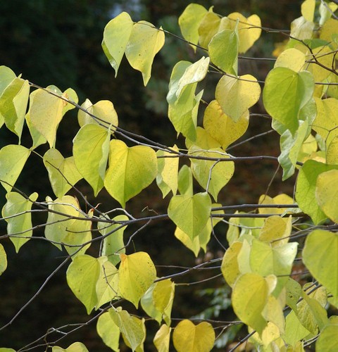 Kanadischer judasbaum golden - kanadischer,