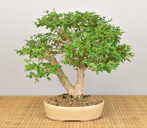 Bonsai indoor liguster - bonsai,