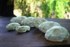 Schädelsammlung - Fuchs Dachs