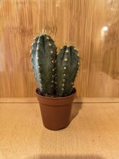 Kaktus - Pilosocereus