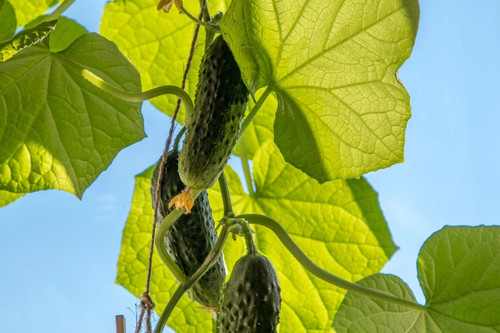 Herman gurkensamen seeds - herman,