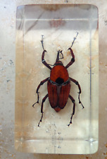 Echtes Insekt  in Acryl " der