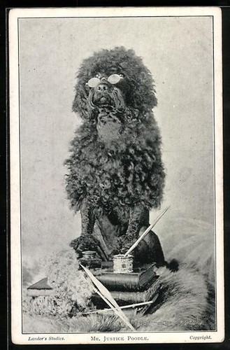 Justice poodle pudel mit - mr.,