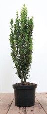Ilex crenata 'Fastigiata'