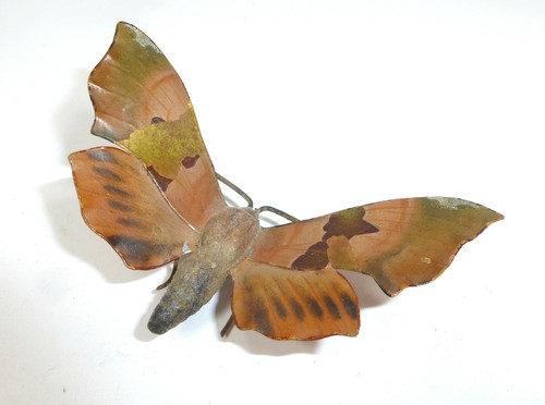 Wiener bronze schmetterling - schmetterling, um
