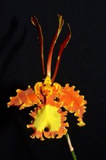 Psychopsis Mariposa 'Green Valley' 01 (papilio x Kalihi)