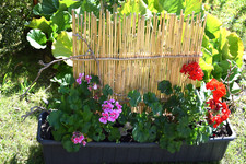 Bambus Rankhilfe Blumenkasten