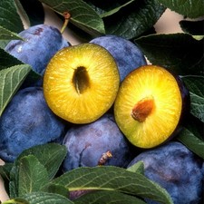 Pflaumenbaum President - Winterharte Obstbaum Pflanze 80/140 cm Pflaume