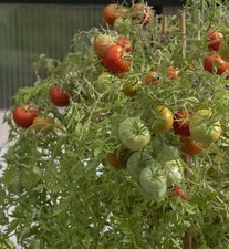 Tomatensamen 12; USA-Sorte "Silver Fir Tree" (Silbertanne), aus 2024