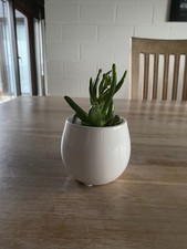 Crasula ovata „Gollum“ –