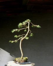 Bonsai outdoor winterhart