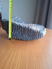 Eiszeit Mammut Backenzahn