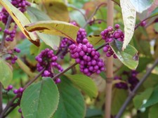 Schönfrucht Liebesperlenstrauch Callicarpa Profusion 60-80 cm 3 L Topf