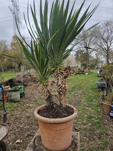 Yucca gloriosa 60cm - 🌴yucca, 1,4m