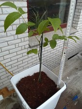 Walnussbaum - Juglans regia - Winterharte Pflanze 30-50cmOhne Topf 