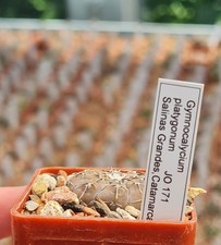 GYMNOCALYCIUM PLATYGONUM -