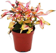 Mini-Pflanze Alternanthera dentata Josefsmantel Papageienblatt Baby-Plant 5 5cm