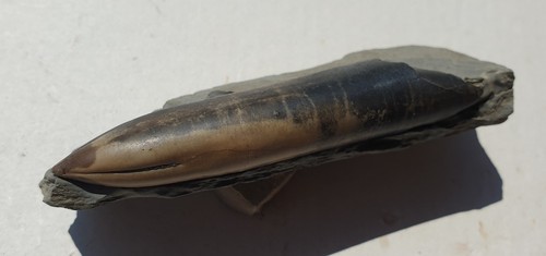 Traum dactyloteuthis incurvata - traum,