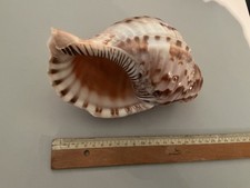 Wunderschöne, alte Muschel