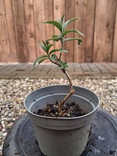 Pre-Bonsai, Buddleja
