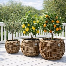 Van Der Leeden Dreypot Rattan