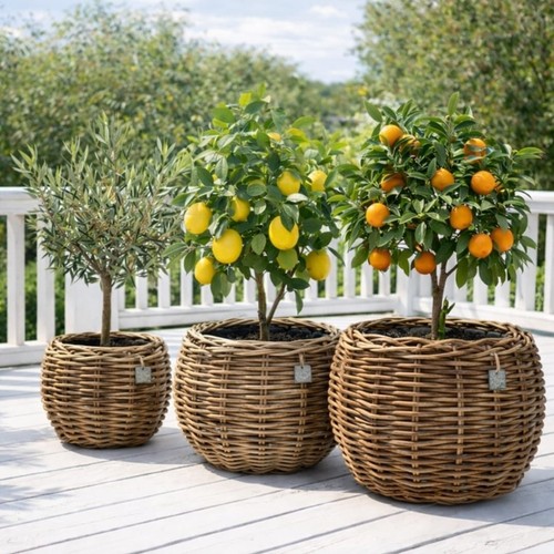 Van der leeden dreypot - der,