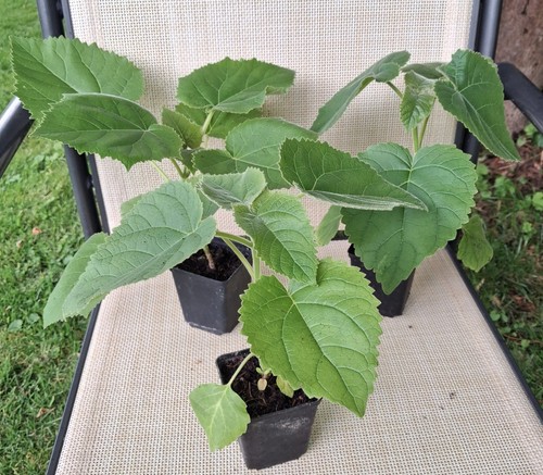 3stück paulownia - !!3stück!!,