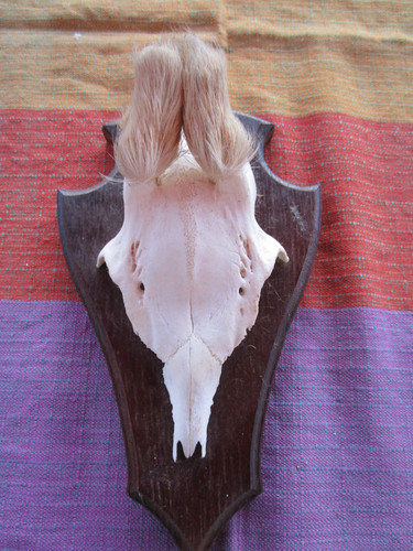 Trophäe rehgehörn rehbock - rehgehörn,