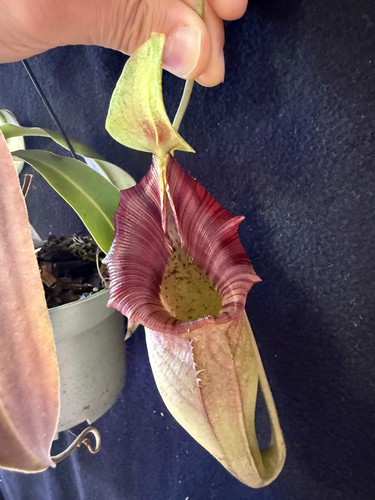 Nepenthes ovata 3919 - nepenthes,