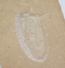 Wasserwanze, Mesobelostomum