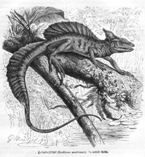 Helmbasilisk Basiliscus americanus Holzstich von 1892 Leguan  G. Mützel 