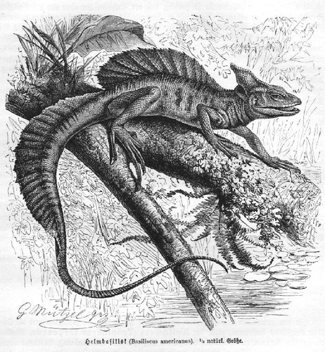 Helmbasilisk basiliscus - helmbasilisk,