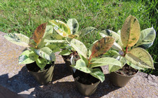 Ficus elasica shivereana