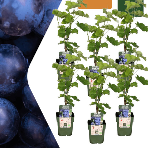 Bio weintraube vitis - bio,