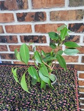 Ficus Benjamin/Weeping Fig