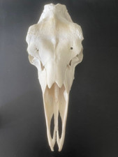 ELCH SCHÄDEL  Abwurfstangen Elchgeweih