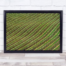 Weinberg feld plantage - feld,