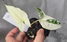 Syngonium Albo, Rare