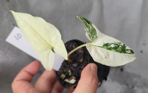 Syngonium albo rare - albo,,