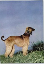 50405522 - Afghanischer Windhund Hund