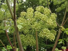 Engel Wurz Engelwurz Angelica dahurica, Bai Zhi  Tee, chinesisch,  Angelika 