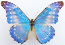 MORPHO RHETENOR HIGHTONI MALE