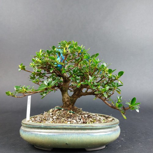 Bonsai jap satsuki azalee - satsuki,