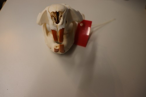 Biberschädel biber - biberschädel,
