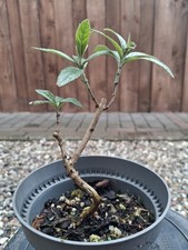 Pre-Bonsai, Buddleja