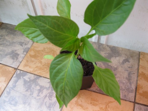Spitzpaprika jungpflanzen - spitzpaprika,