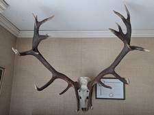 19 Ender Hirschgeweih Hirsch