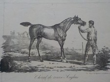 Englisches Rennpferd. Lithographie von Godefroy Engelmann nach CARLE VERNET 1820