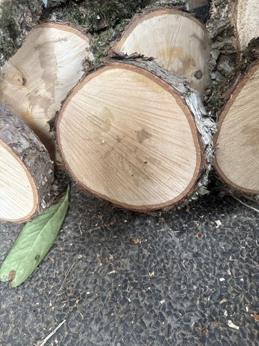 Baumscheiben holzscheiben - baumscheiben,
