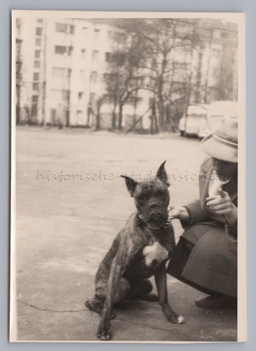 Frau mit boxer hund altes - boxer,